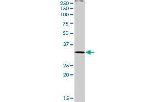 PLSCR3 MaxPab rabbit polyclonal antibody. (PLSCR3 antibody  (AA 1-295))