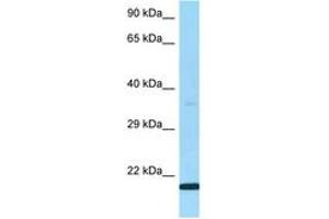 LY6G5B antibody  (AA 60-109)