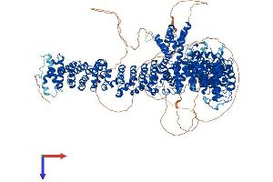 PDS5B Protein (AA 1-1447) (His tag)
