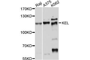 Western blot analysis of extracts of various cell lines, using KEL antibody (ABIN4904144) at 1:1000 dilution. (KEL antibody)
