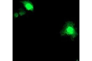 Anti-ASCC1 mouse monoclonal antibody (ABIN2455149) immunofluorescent staining of COS7 cells transiently transfected by pCMV6-ENTRY ASCC1 (RC201872). (ASCC1 antibody)