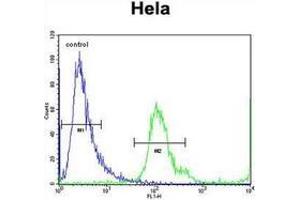 Flow cytometric analysis of Hela cells using MBNL2 Antibody (C-term) Cat. (MBNL2 antibody  (C-Term))