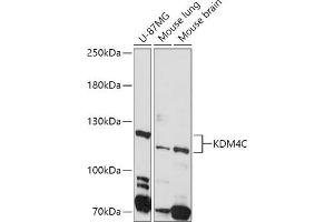Western blot analysis of extracts of various cell lines, using KDM4C antibody (ABIN6131834, ABIN6142798, ABIN6142799 and ABIN6224562) at 1:1000 dilution. (KDM4C antibody  (AA 350-570))