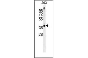 Western blot analysis of Syntaxin 16 / STX16 Antibody (C-term) in 293 cell line lysates (35ug/lane).