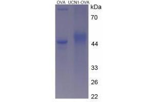 Image no. 3 for Urocortin 1 (UCN1) peptide (Ovalbumin) (ABIN5666400)