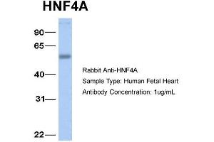 Host:  Rabbit  Target Name:  HNF4A  Sample Type:  Human Fetal Heart  Antibody Dilution:  1. (HNF4A antibody  (N-Term))