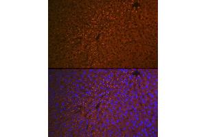 Immunofluorescence analysis of mouse liver using RBP4 Rabbit mAb (ABIN7269951) at dilution of 1:100 (40x lens). (RBP4 antibody)