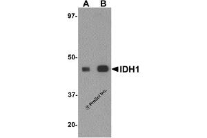 Western Blotting (WB) image for anti-Isocitrate Dehydrogenase 1 (NADP+), Soluble (IDH1) (C-Term) antibody (ABIN1030429) (IDH1 antibody  (C-Term))