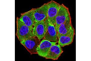 Immunofluorescence analysis of Hela cells using AEBP2 mouse mAb (green). (AEBP2 antibody  (AA 358-495))