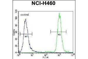 ZNF28 Antibody (N-term) (ABIN655483 and ABIN2845004) flow cytometric analysis of NCI- cells (right histogram) compared to a negative control cell (left histogram). (ZFP28 antibody  (N-Term))