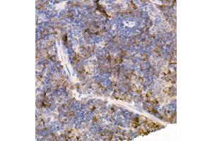Immunohistochemistry of paraffin-embedded mouse spleen using Bag1 Rabbit mAb (ABIN7265847) at dilution of 1:50 (40x lens). (BAG1 antibody)