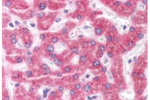 Anti-ENPP3 antibody  ABIN1048561 IHC staining of human liver. (ENPP3 antibody  (Internal Region))