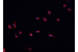 ABIN6276750 staining HepG2? (PROS1 antibody  (N-Term))