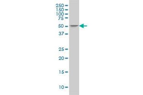 ING3 antibody  (AA 1-92)