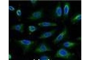 Immunofluorescence analysis of Hela tissue using AQP4 Monoclonal Antibody at dilution of 1:100. (Aquaporin 4 antibody)