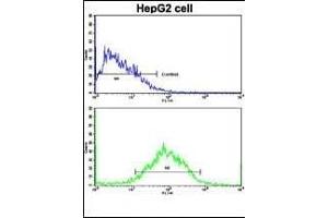 Flow cytometric analysis of HepG2 cells using WBP2 Antibody (C-term)(bottom histogram) compared to a negative control cell (top histogram). (WBP2 antibody  (C-Term))