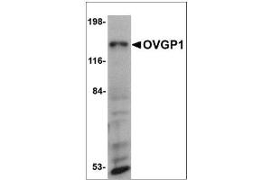 Western blot analysis of OVGP1 in 3T3 cell lysate with OVGP1 antibody at 1 µg/ml.