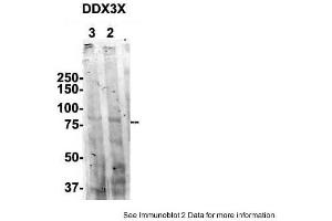 Sample Type: 1. (DDX3X antibody  (N-Term))
