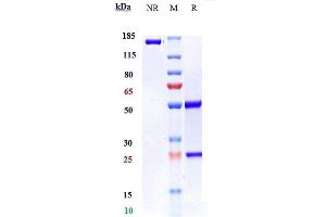 Anti-VEGFB Reference Antibody (CSL346) on SDS-PAGE under reducing (R) condition.