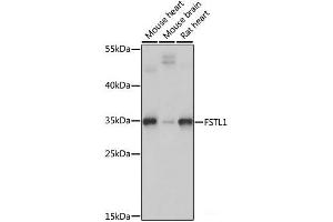 Western blot analysis of extracts of various cell lines using FSTL1 Polyclonal Antibody at dilution of 1:1000. (FSTL1 antibody)