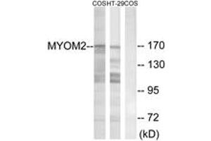 Western blot analysis of extracts from COS7/HT-29 cells, using MYOM2 Antibody. (MYOM2 antibody  (AA 612-661))