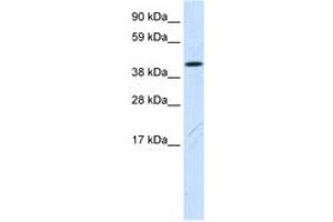 Fam172a anticorps  (N-Term)