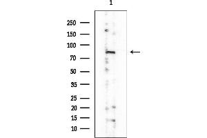 Western blot analysis of lysates from Mouse testis, using DHX32 Mouse Monoclonal Antibody at 1/1000 dilution.