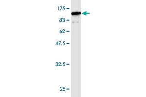 Western Blot detection against Immunogen (90. (GBP1 antibody  (AA 1-592))