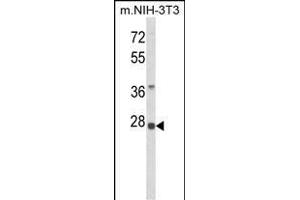 Western blot analysis of RPS8 Antibody (N-term) (ABIN6242934 and ABIN6579050) in NIH-3T3 cell line lysates (35 μg/lane). (RPS8 antibody  (N-Term))