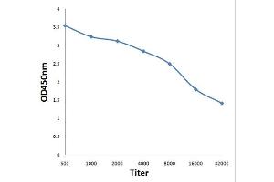 Antigen: 0. (KDM3B antibody  (AA 1601-1761))