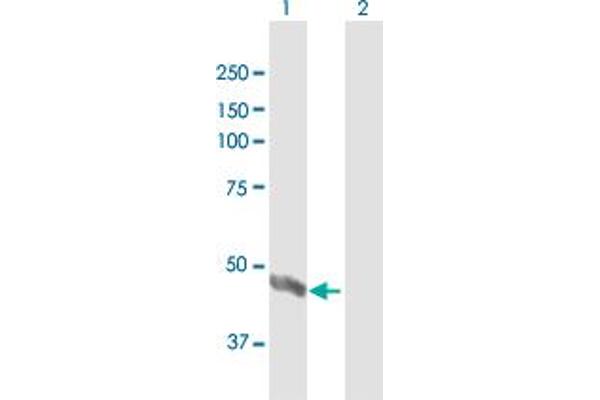 TDO2 antibody  (AA 1-406)