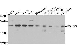 Western blot analysis of extracts of various cells, using POLR2G antibody. (POLR2G antibody)