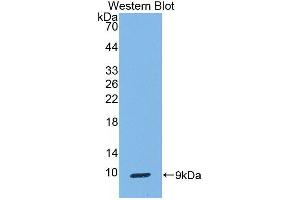 Western Blot; Sample: Recombinant protein. (SCGB1A1 antibody  (AA 23-91))