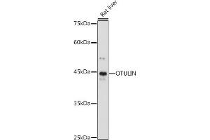 Western blot analysis of extracts of Rat liver, using OTULIN antibody (ABIN7267099) at 1:1000 dilution. (FAM105B antibody)