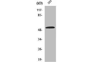 Western Blot analysis of COLO205 cells using ZIP7 Polyclonal Antibody (SLC39A7 antibody  (Internal Region))