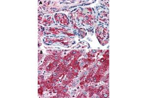 Immunohistochemical staining of formalin-fixed, paraffin-embedded human placenta (A) and human liver (B) tissue after heat-induced antigen retrieval. (PCSK6 antibody)