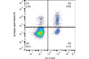 Flow cytometry analysis (surface staining) of immunoglobulin kappa light chains in human peripheral blood with anti-kappa light chains (A8B5) PE. (kappa Light Chain antibody  (PE))