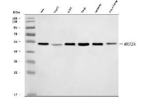 Western blot analysis of MAT2A using anti-MAT2A antibody (ABIN7599120). (MAT2A antibody  (AA 1-229))