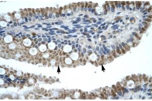 Human Intestine (ZNF683 antibody  (N-Term))