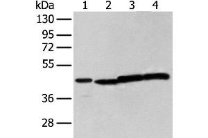 Western blot analysis of 293T cell using NUDT12 Polyclonal Antibody at dilution of 1:300