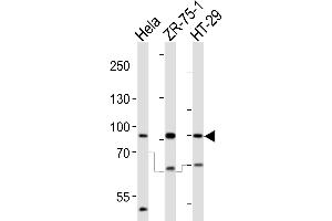 Western blot analysis of lysates from Hela, ZR-75-1, HT-29 cell line (from left to right), using SCUBE2 Antibody (Center ) (ABIN655409 and ABIN2844955). (SCUBE2 antibody  (AA 251-280))