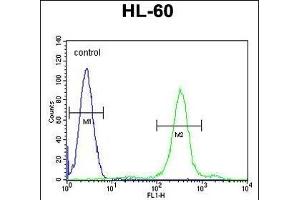 SPECC1 Antibody (Center) (ABIN656081 and ABIN2845427) flow cytometric analysis of HL-60 cells (right histogram) compared to a negative control cell (left histogram). (NSP5 antibody  (AA 705-733))