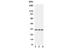Western blot testing of CD134 / OX40 antibody and rat samples 1:  brain (TNFRSF4 antibody  (N-Term))