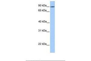 Image no. 1 for anti-Leucine Rich Repeat Containing 50 (LRRC50) (AA 151-200) antibody (ABIN6739405) (LRRC50 antibody  (AA 151-200))