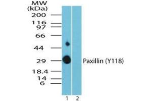 Image no. 1 for anti-Paxillin (PXN) (pTyr118) antibody (ABIN960317) (Paxillin antibody  (pTyr118))