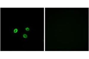 Immunofluorescence analysis of MCF7 cells, using OR5M9 Antibody. (OR5M9 antibody  (AA 197-246))