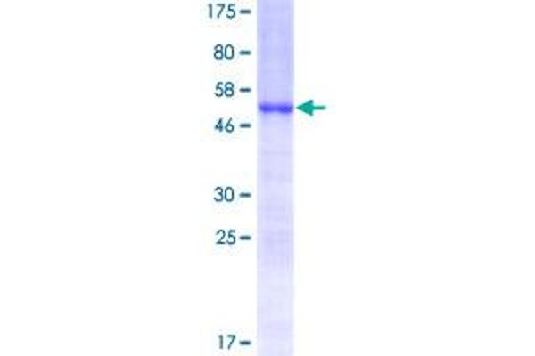 Homeobox C6 Protein (HOXC6) (AA 1-235) (GST tag)