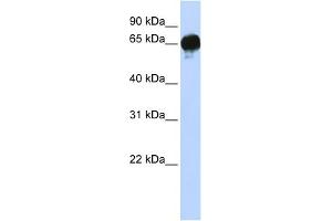 WB Suggested Anti-DGKE Antibody Titration:  0.