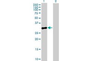 MPPED2 antibody  (AA 1-294)