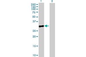 Western Blot analysis of MPPED2 expression in transfected 293T cell line by MPPED2 MaxPab polyclonal antibody.